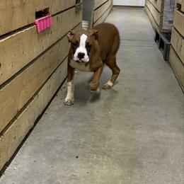Bruce - Fawn male Boxer puppy in Louisville, Kentucky from Nelson’s Fancy Frenchies and Bulldogs