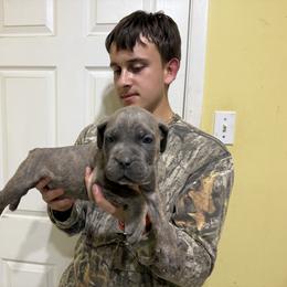 Boy 1 - Gray male Cane Corso puppy in Kaufman, Texas from Phantom Corsos