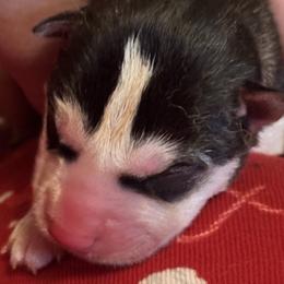 Frosting - Black and white male Siberian Husky puppy in Mechanicsville, Virginia from Shinko Siberians