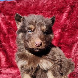 Rasin - Liver male German Shepherd puppy in Los Lunas, New Mexico from Mali's German Shepherds