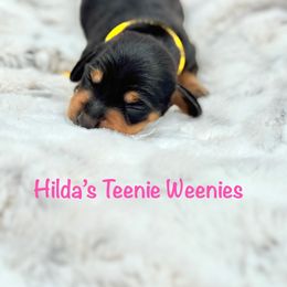 Tippy - Black and tan female Dachshund puppy in Indian Trail, North Carolina from Hilda’s Teenie Weenies