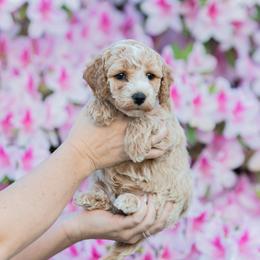Birch - Apricot male Goldendoodle puppy in Norfolk, Virginia from 757 Doodles
