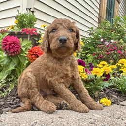 Kovu - Red male Irish Doodle puppy in Hammond, Wisconsin from Queen of the Hill Puppies