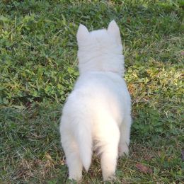 Pomsky and Siberian Husky Puppies from Beastly Beauties Huskies & Pomskies