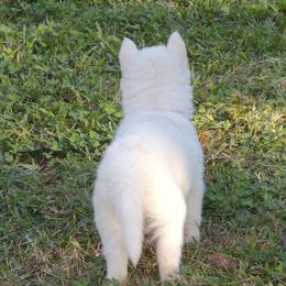 Pomsky and Siberian Husky Puppies from Beastly Beauties Huskies & Pomskies