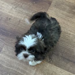 Dandy - Liver and white male Shih Tzu puppy in Covington, Georgia from Top Hats 2  Shih Tzu’s