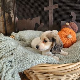 Chomper - Cream male Dachshund puppy in Lindsay, California from Lewis Creek Dachshunds