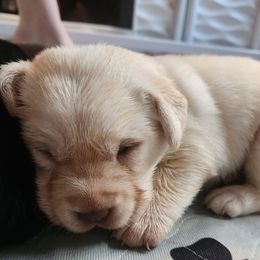 Girl 2 - Yellow Labrador Retriever puppy in Andrews, South Carolina from Leyland Cypress Retrievers