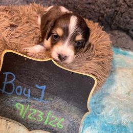 Gilligan Boy 1 - Dapple male Dachshund puppy in Bigfork, Minnesota from Dachshunds Up North