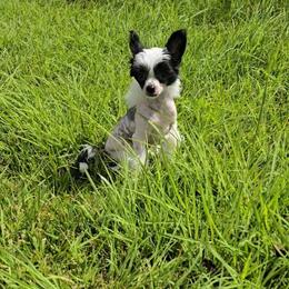 Hudson Long Star Angel - White and black male Chinese Crested puppy in Amarillo, Texas from Victoria's Chinese Cresteds Long Star Angels
