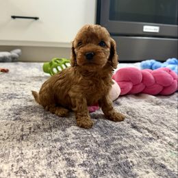 Lily - Buff female Cockapoo puppy in Beresford, South Dakota from DAKOTA DOOD RANCH