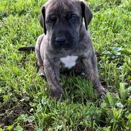 Boy 1 - Brindle male Great Dane puppy in Indianola, Iowa from Bull West Kennels