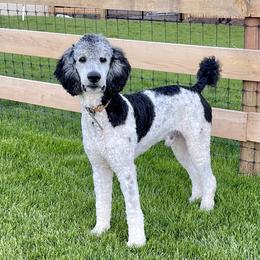 Ripley - Poodle