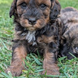 Quarter Pounder - Black and tan male Cavapoo puppy in Coshocton, Ohio from Forever Family Puppies