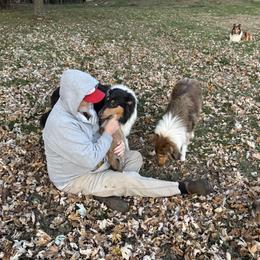 Collie Puppies from Brown Acres Collies