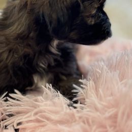 Cavapoo and Shihpoo Puppies from Haus of Doodles
