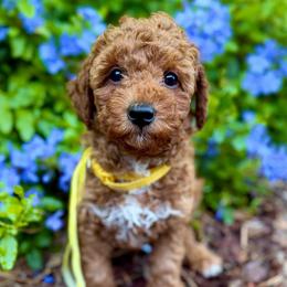 TOY Marge - Red  female Goldendoodle puppy in North Port, Florida from Paradise Coast Doodles