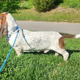 Legolas - Basset Hound