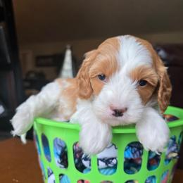 Clover - Red male Cavapoo puppy in Blackfoot, Idaho from Draper Mountain Doodles