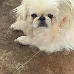 Dixie - Pekingese