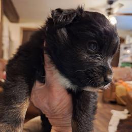 CARAMEL TRUFFLE - Black & white female Australian Shepherd puppy in Salem, Arkansas from Patchwork Kennels