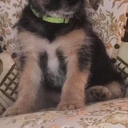 Companion Crosses from Gigi's Terriers