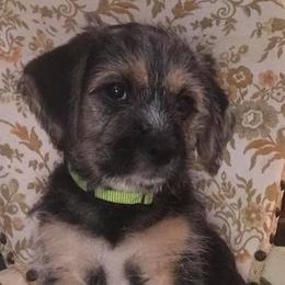 Companion Crosses from Gigi's Terriers