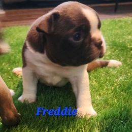 Freddie - Seal and white male Boston Terrier puppy in Lexington, Indiana from NanzBostz