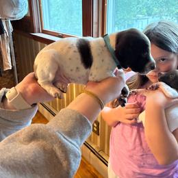 Blue - White and liver male German Shorthaired Pointer puppy in Spencer, Massachusetts from Outback Kennels