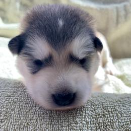 Crumpet - Gray and white female Alaskan Malamute puppy in Palmyra, Michigan from Illusion Kennel