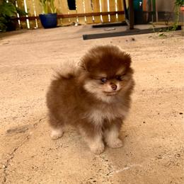 Grumpy - Chocolate and tan male Pomeranian puppy in Eagle Pass, Texas from Texas Tumbleweed Poms