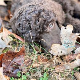 Pomeranian and Poodle Puppies from Sky’s the Limit Cloud K9’s