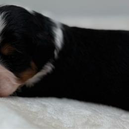 Maldives - Tri-color female Bernedoodle puppy in Clermont, Florida from Shadow Bernedoodles & Dog Training