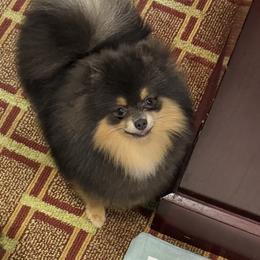 Lake - Pomeranian