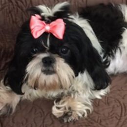Gucci - Shih Tzu
