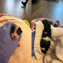 Girl 2 - Black tan and white female Biewer Terrier puppy in Chester, South Carolina from Classic Biewers