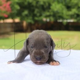 Topaz - Blue male Great Dane puppy in Denison, Texas from Hundeity Great Danes