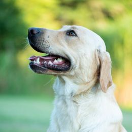 Hank - Labrador Retriever