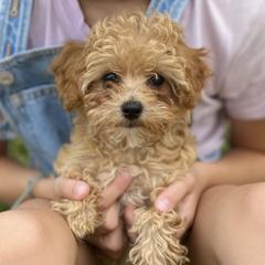 Cavachon, Cavalier King Charles Spaniel, and Cavapoo Puppies from Cavachon Love