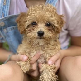Cavachon, Cavalier King Charles Spaniel, and Cavapoo Puppies from Cavachon Love