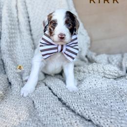 Kirk - Chocolate male Goldendoodle puppy in Dallas County, Texas from Dream A Little Doodle
