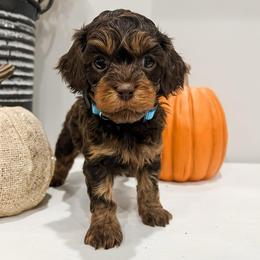 Sienna - Brown female Cavapoo puppy in Flagstaff, Arizona from Gunstock Doodles