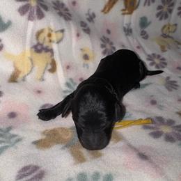 Yellow Collar - Black female Goldendoodle puppy in Simpsonville, South Carolina from D & D Golden Doodles, LLC