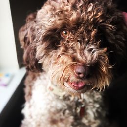 Isabella - Lagotto Romagnolo