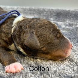 Colton - Tri-color male Bernedoodle puppy in New Ringgold, Pennsylvania from Hawk Mountain Doodles