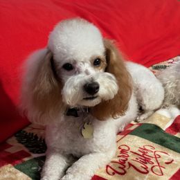 Sadie - Goldendoodle