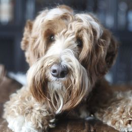 Noli - Australian Labradoodle