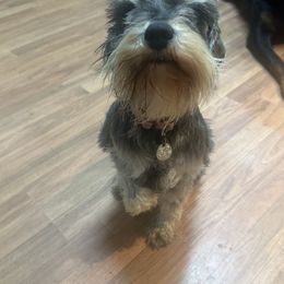 Whiskey - Miniature Schnauzer