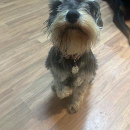 Whiskey - Miniature Schnauzer