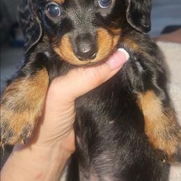 April - Black and tan female Dachshund puppy in Celina, Texas from Daisy's Doxies